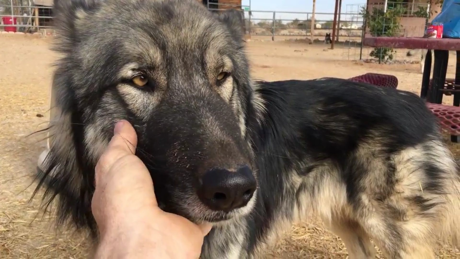 American shepherd tundra deals dog